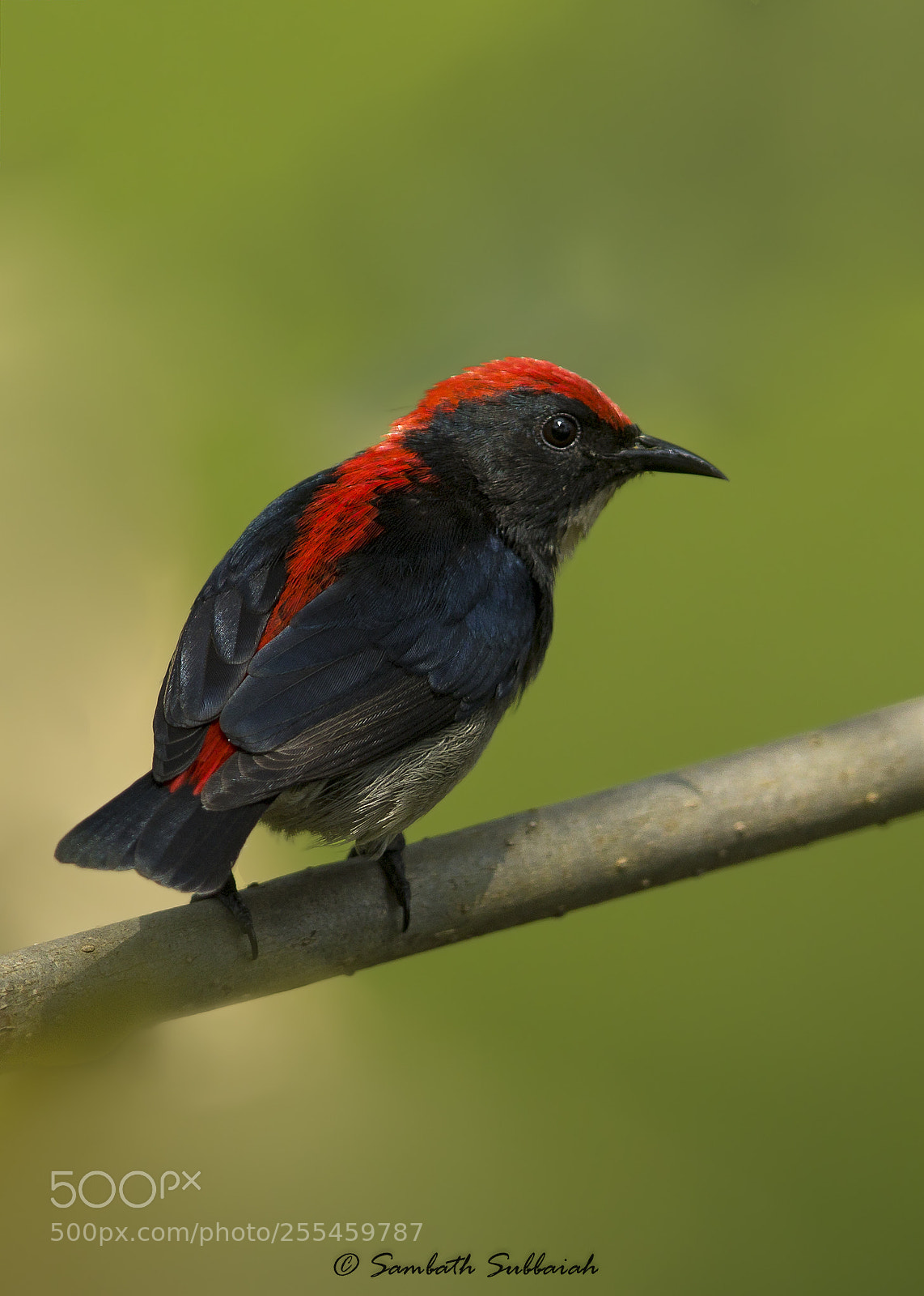 Canon EOS 7D Mark II sample photo. Scarlet backed flower pecker photography