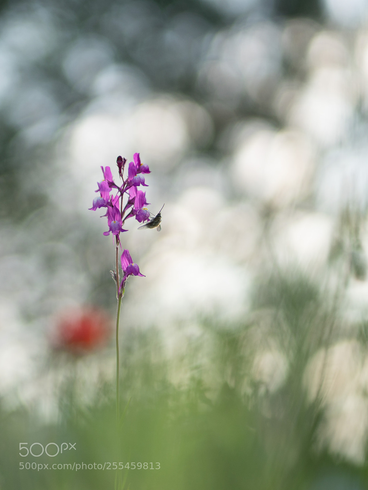 Sony a6500 sample photo. In the morning light photography