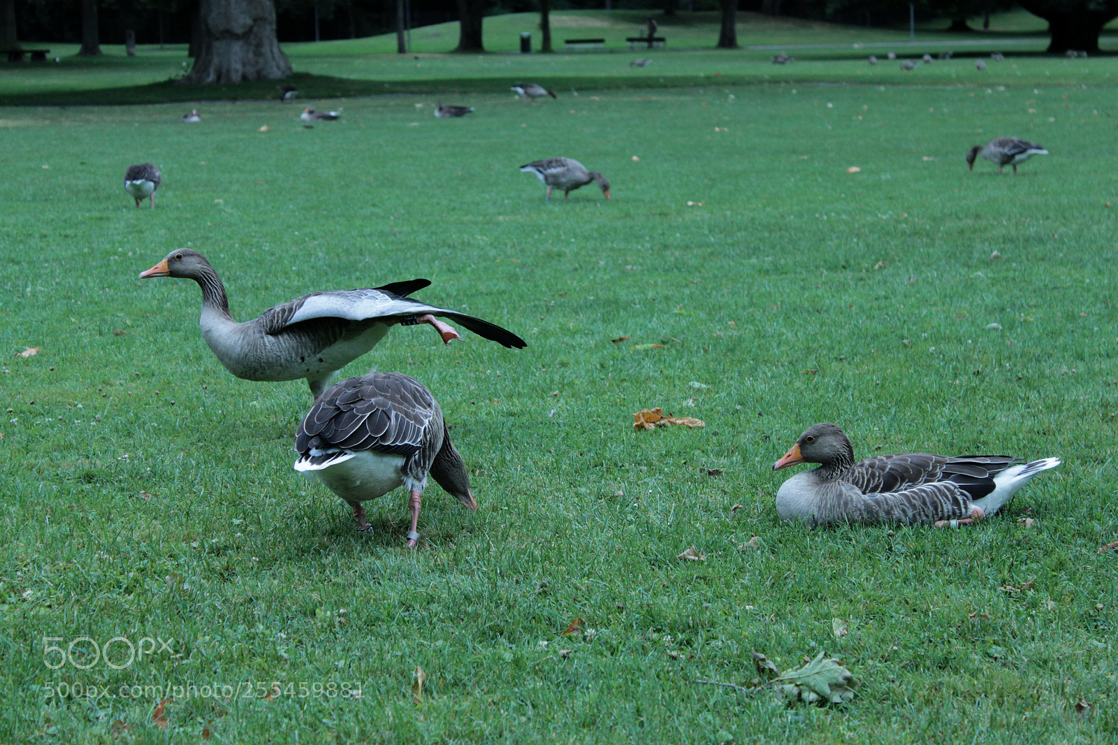 Canon EOS 500D (EOS Rebel T1i / EOS Kiss X3) sample photo. Duck 04 photography