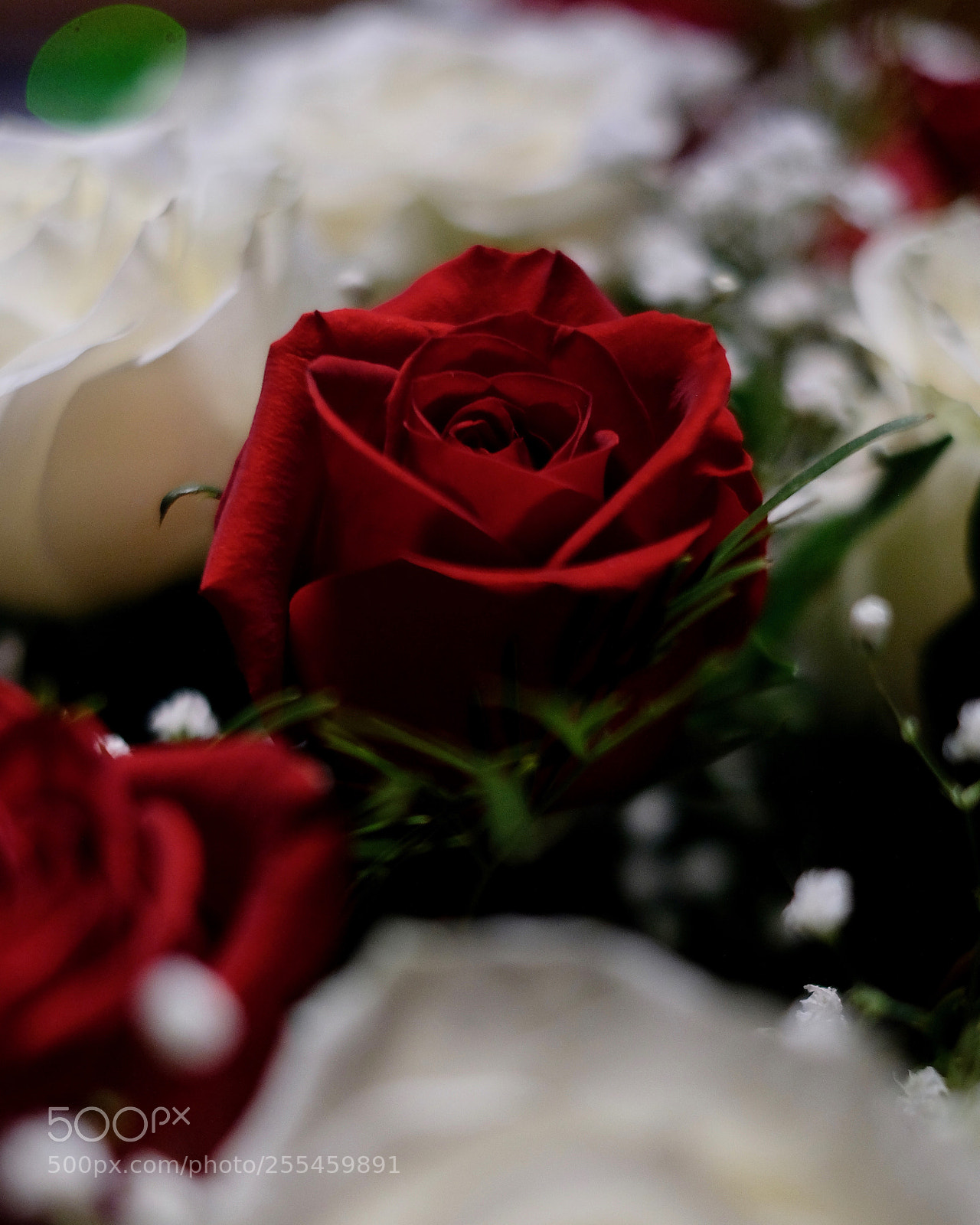 Fujifilm X-E3 sample photo. A rose for my photography