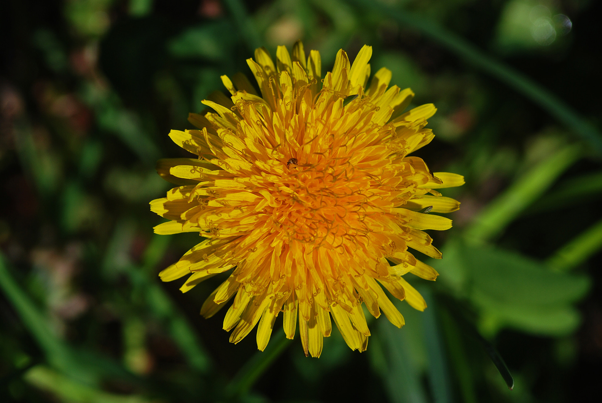 Nikon D80 sample photo. Bahar-3 photography