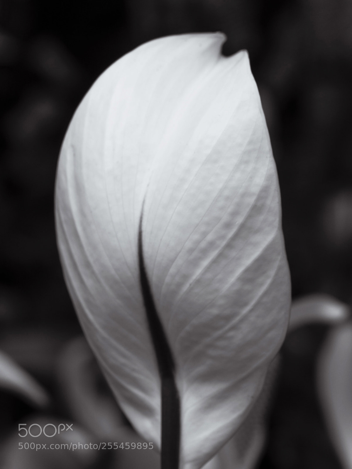 Olympus OM-D E-M5 II sample photo. Anthurium photography