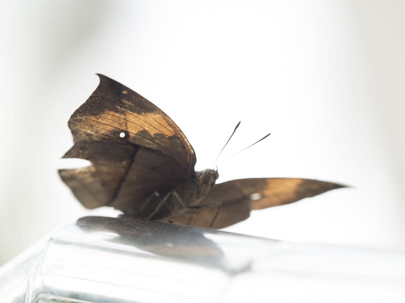 Olympus OM-D E-M5 II sample photo. Brush-footed butterfly photography