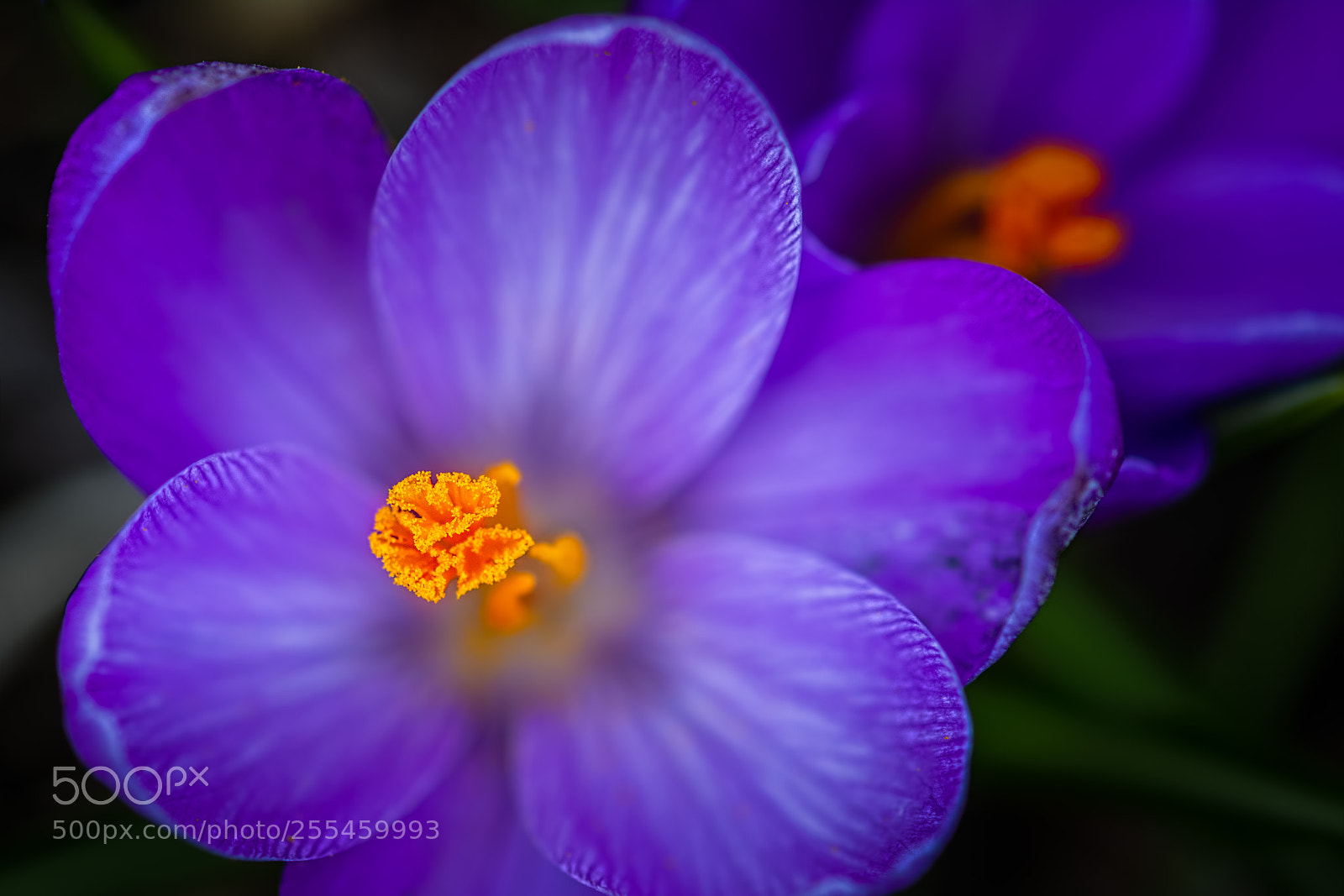 Nikon D7100 sample photo. Crocus #4 photography