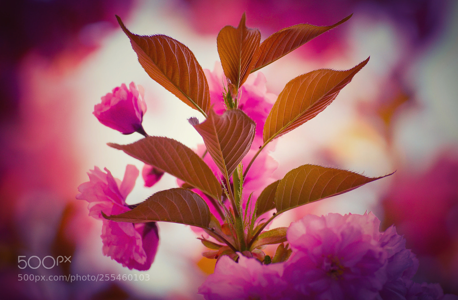 Sony SLT-A77 sample photo. Pink blossoms photography