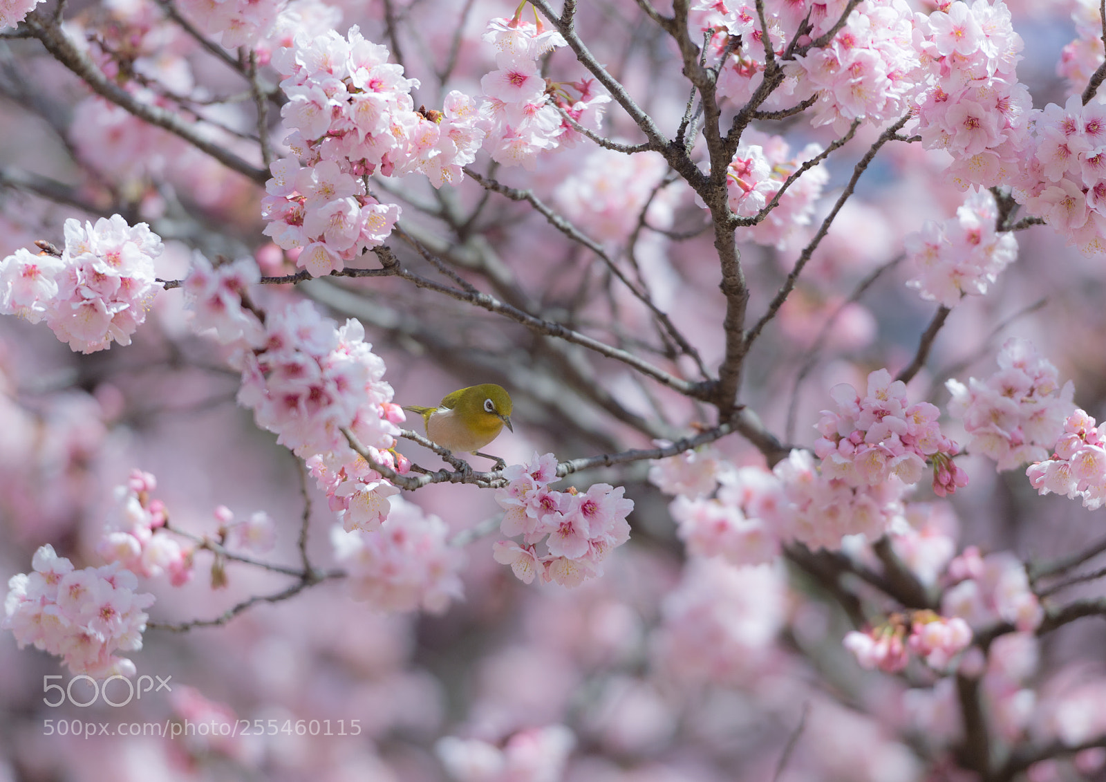 Nikon Df sample photo. 爛漫 photography