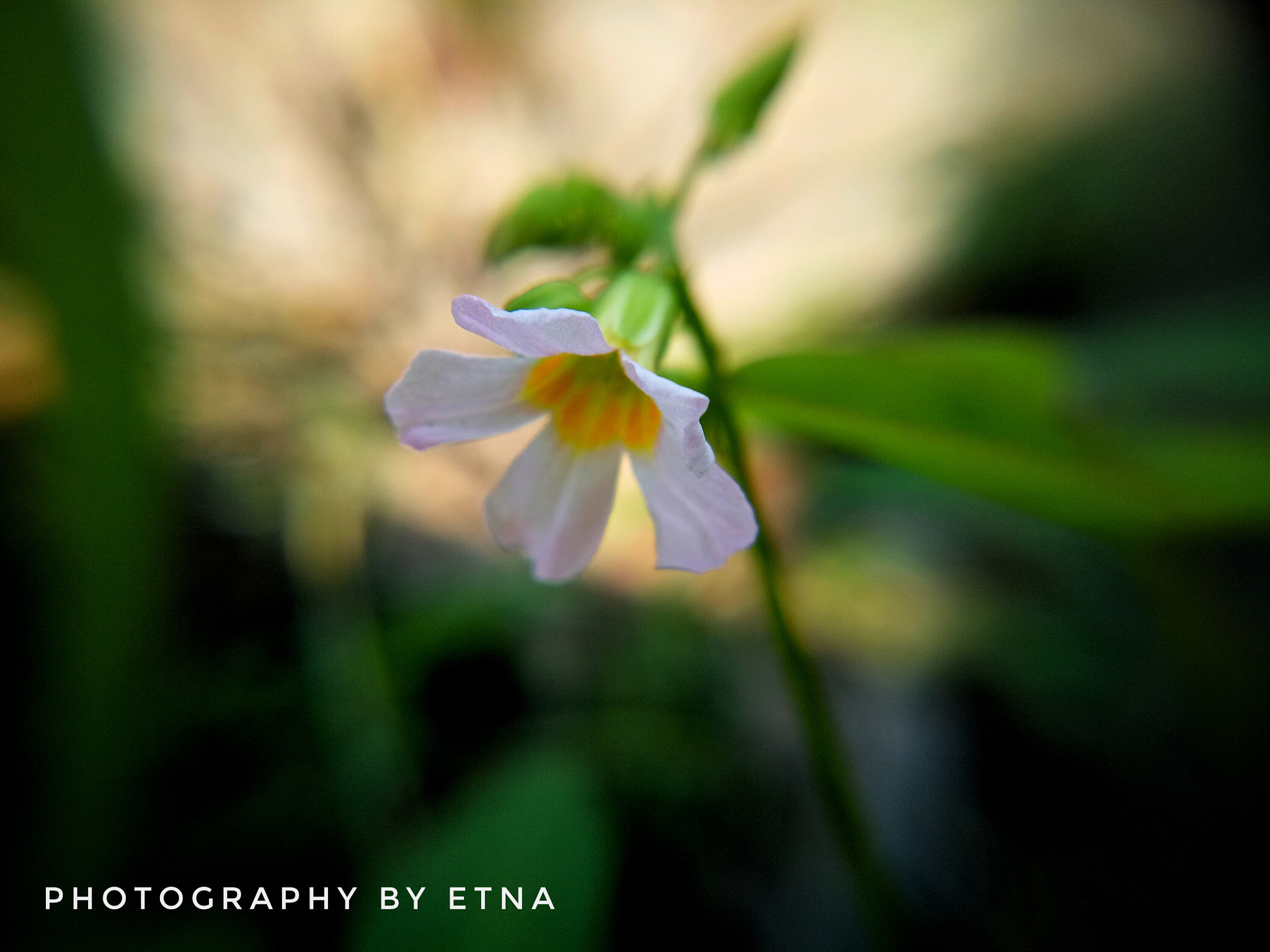 OPPO CPH1717 sample photo. Wild flower photography