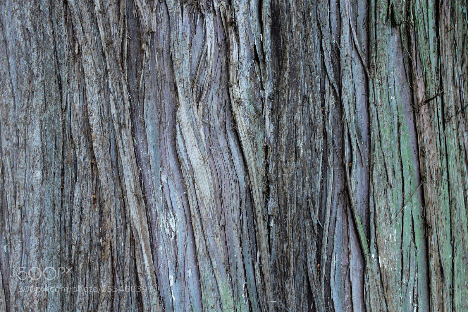 Canon EOS 500D (EOS Rebel T1i / EOS Kiss X3) sample photo. Tree bark 01 photography
