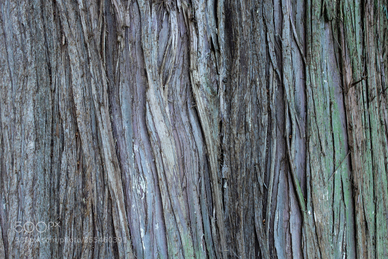 Canon EOS 500D (EOS Rebel T1i / EOS Kiss X3) sample photo. Tree bark 01 photography