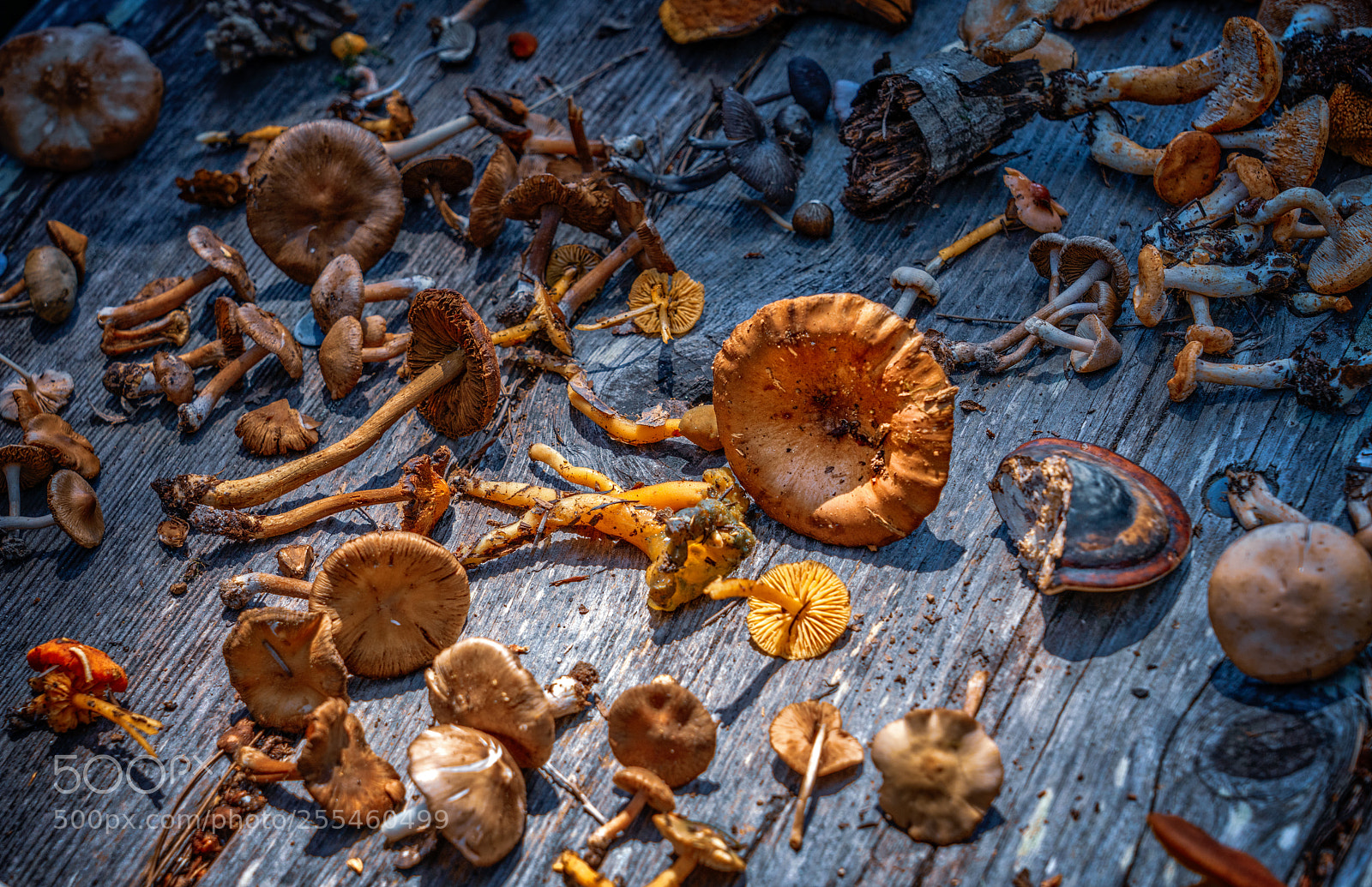 Sony a7R III sample photo. Mushrooms photography