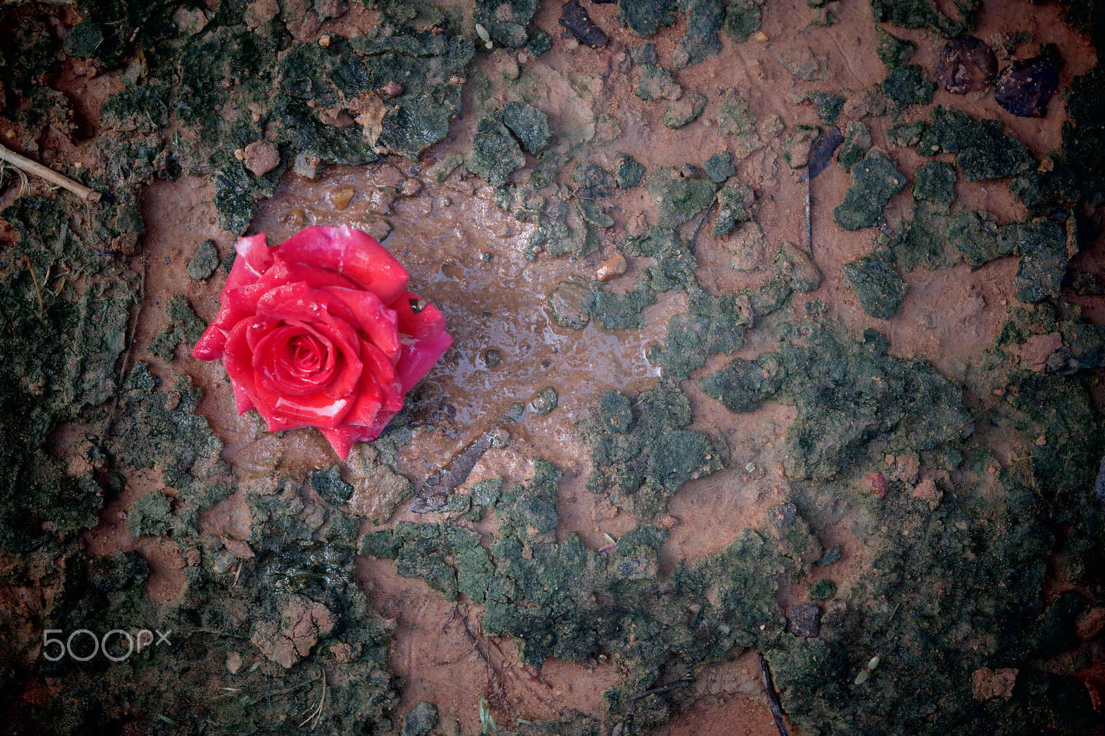 Samsung NX2000 sample photo. Rose field belthur photography