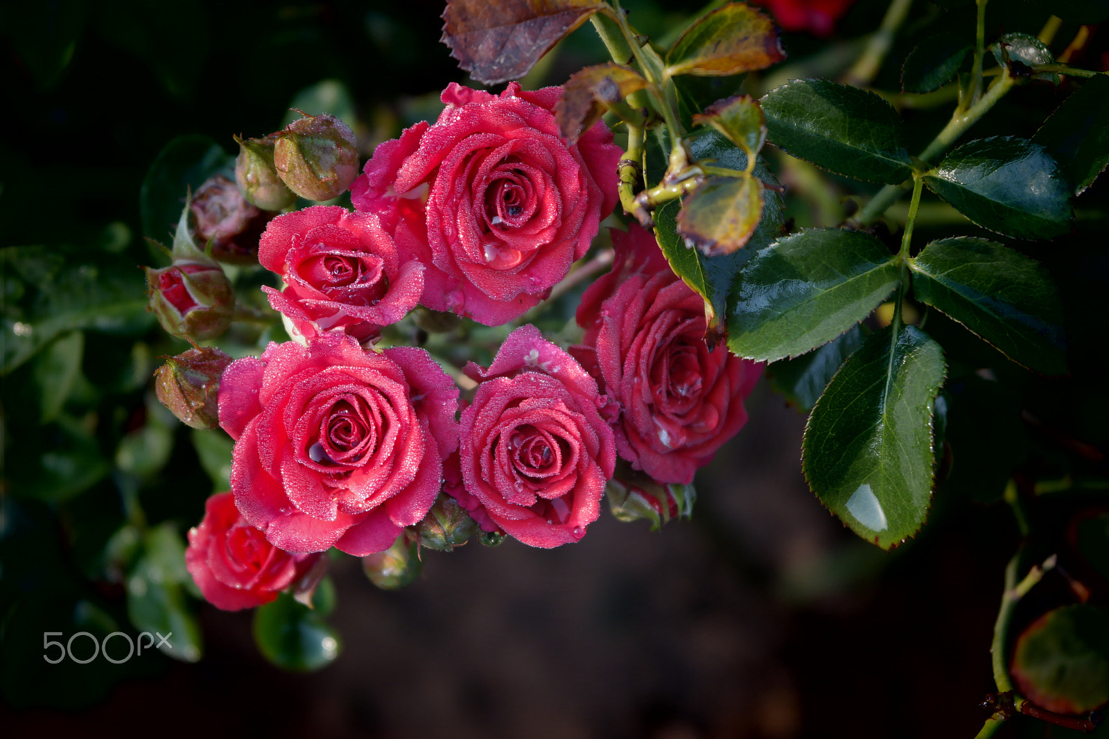 Samsung NX2000 sample photo. Rose field belthur photography