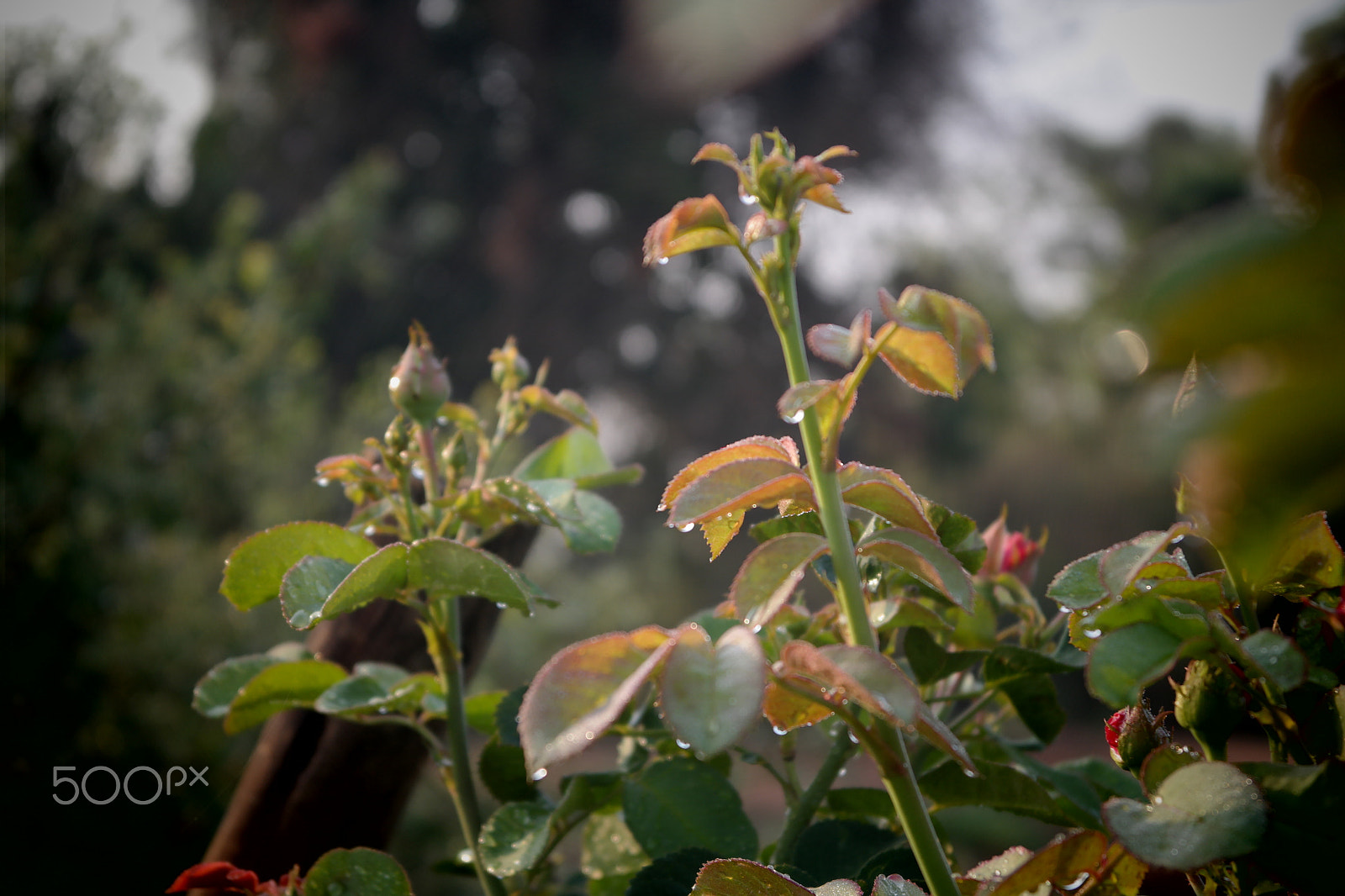 Samsung NX2000 sample photo. Rose field belthur photography