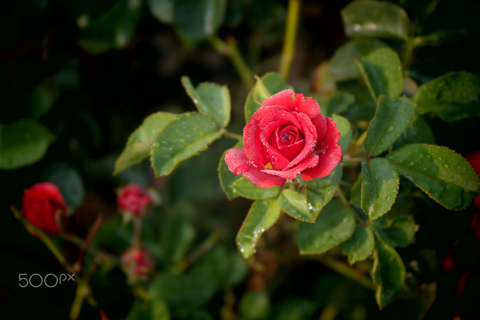 Samsung NX2000 sample photo. Rose field belthur photography