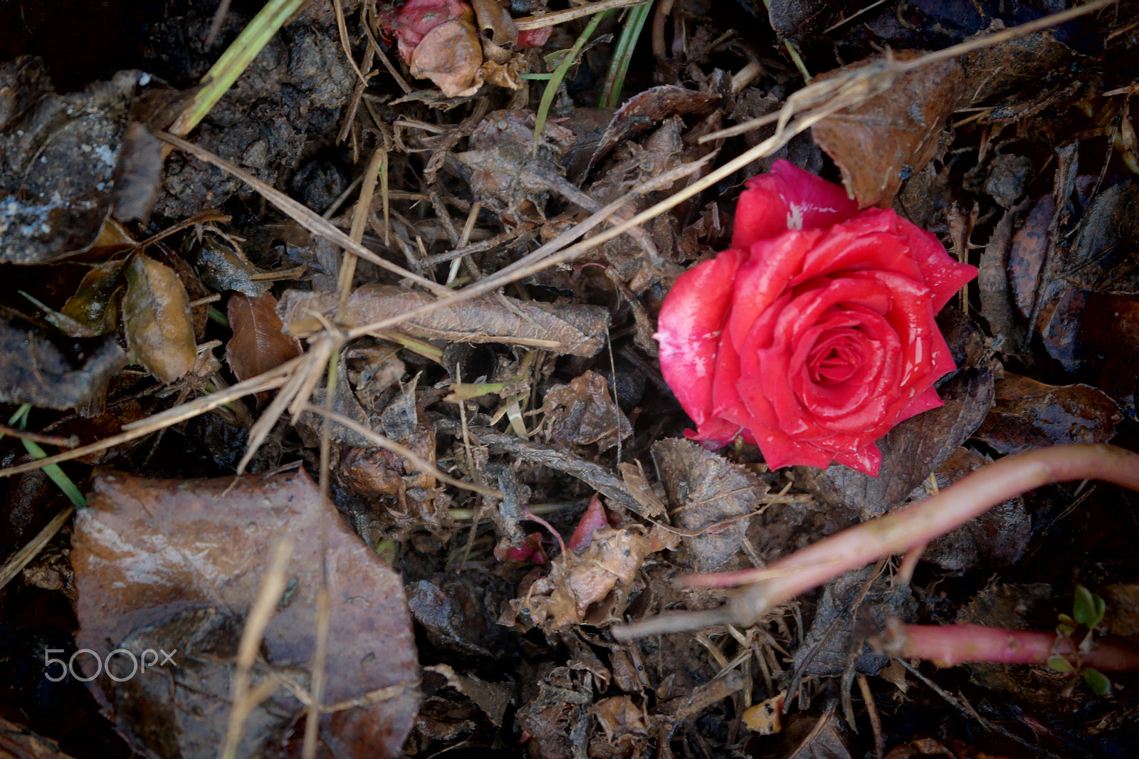 Samsung NX2000 sample photo. Rose field belthur photography