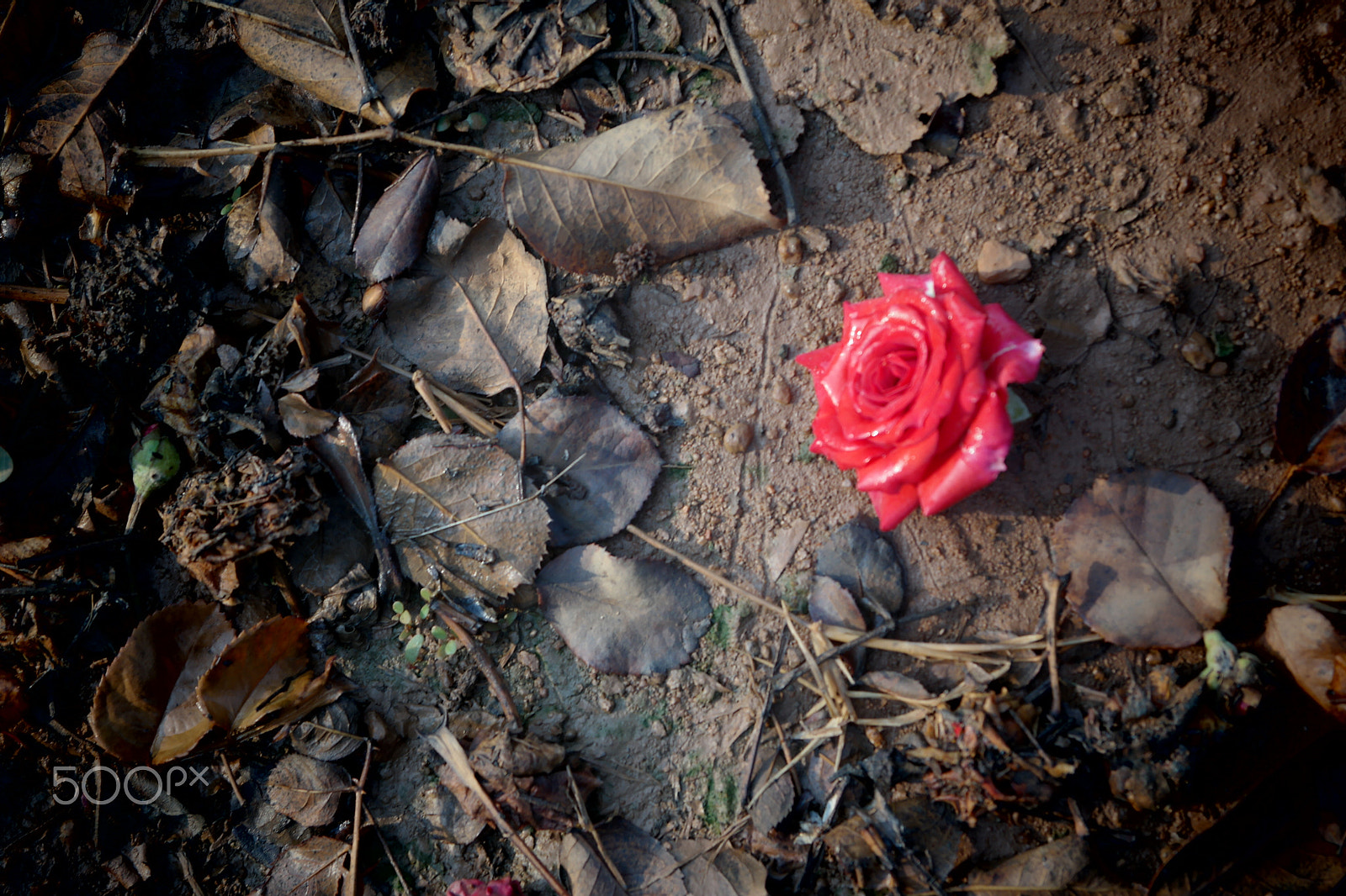 Samsung NX2000 sample photo. Rose field belthur photography