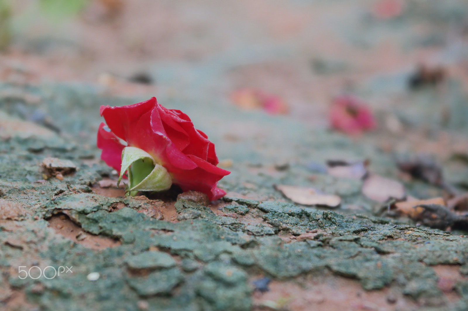 Samsung NX2000 sample photo. Rose field belthur photography