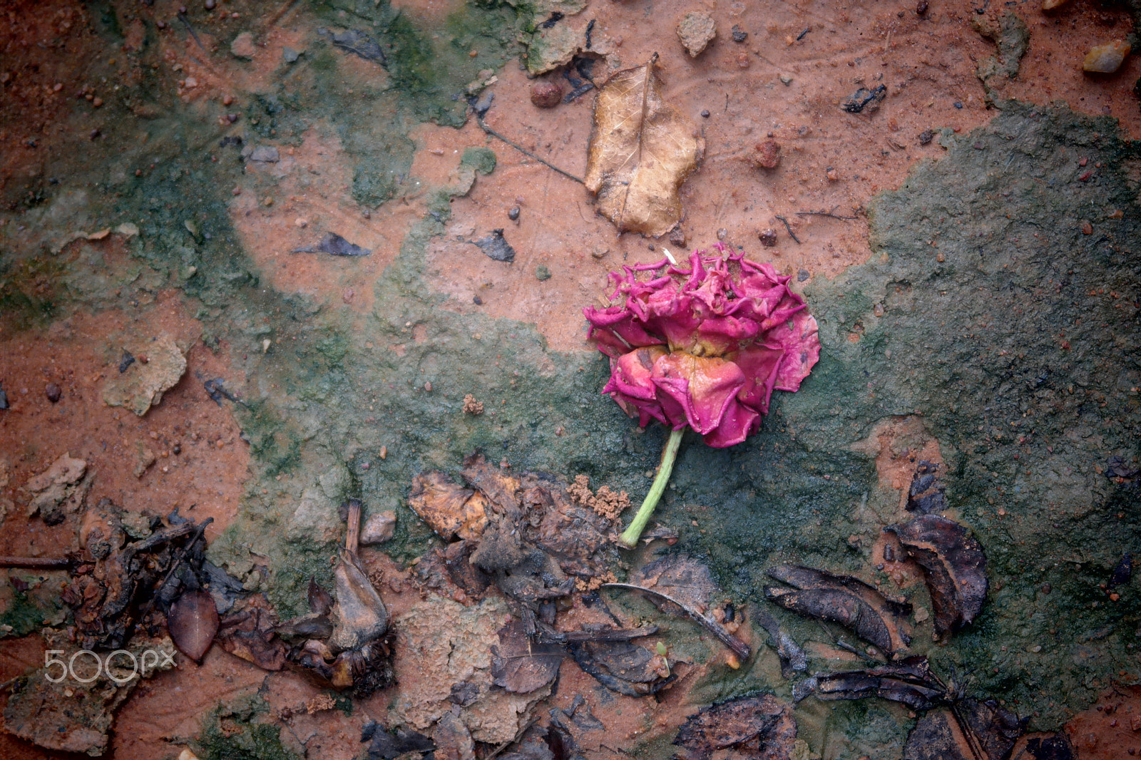 Samsung NX2000 sample photo. Rose field belthur photography