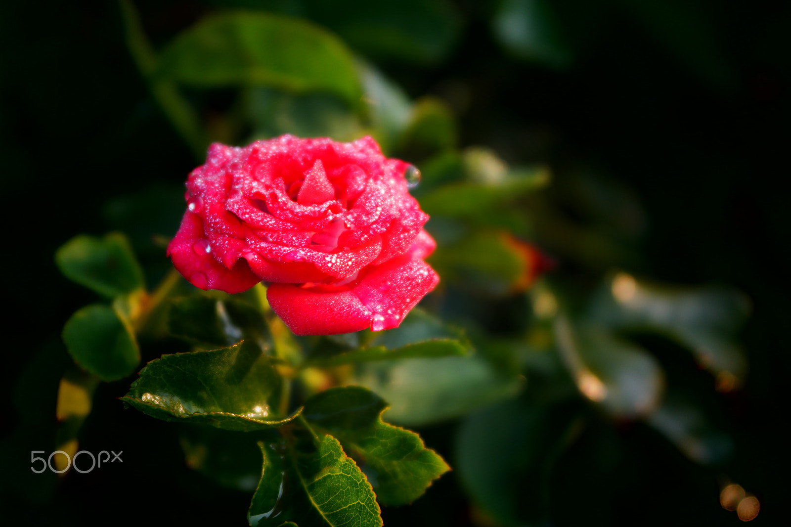 Samsung NX2000 sample photo. Rose field belthur photography