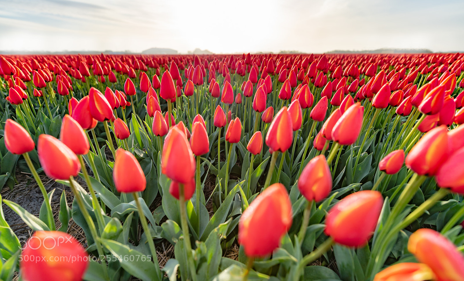 Nikon D850 sample photo. Good morning holland photography