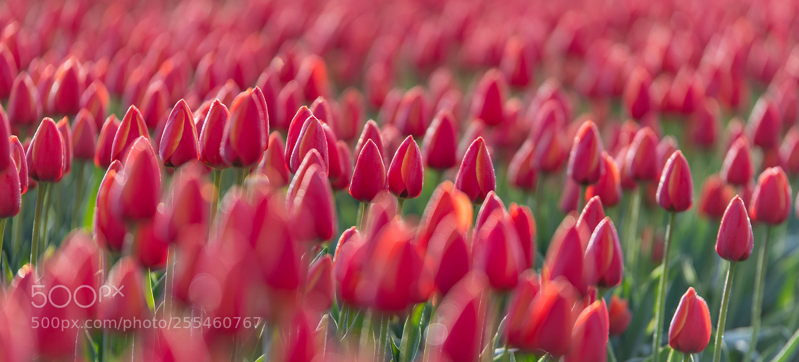 Nikon D850 sample photo. A field of red photography