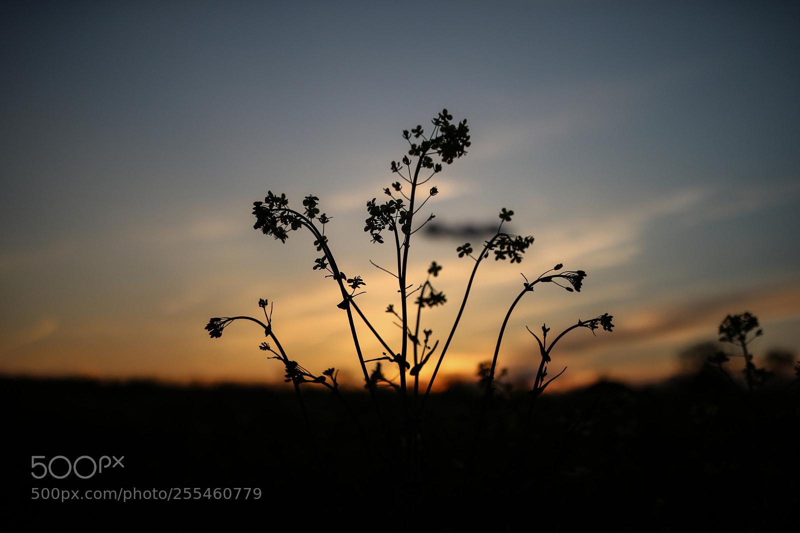 Canon EOS 750D (EOS Rebel T6i / EOS Kiss X8i) sample photo. Sunset flowers photography