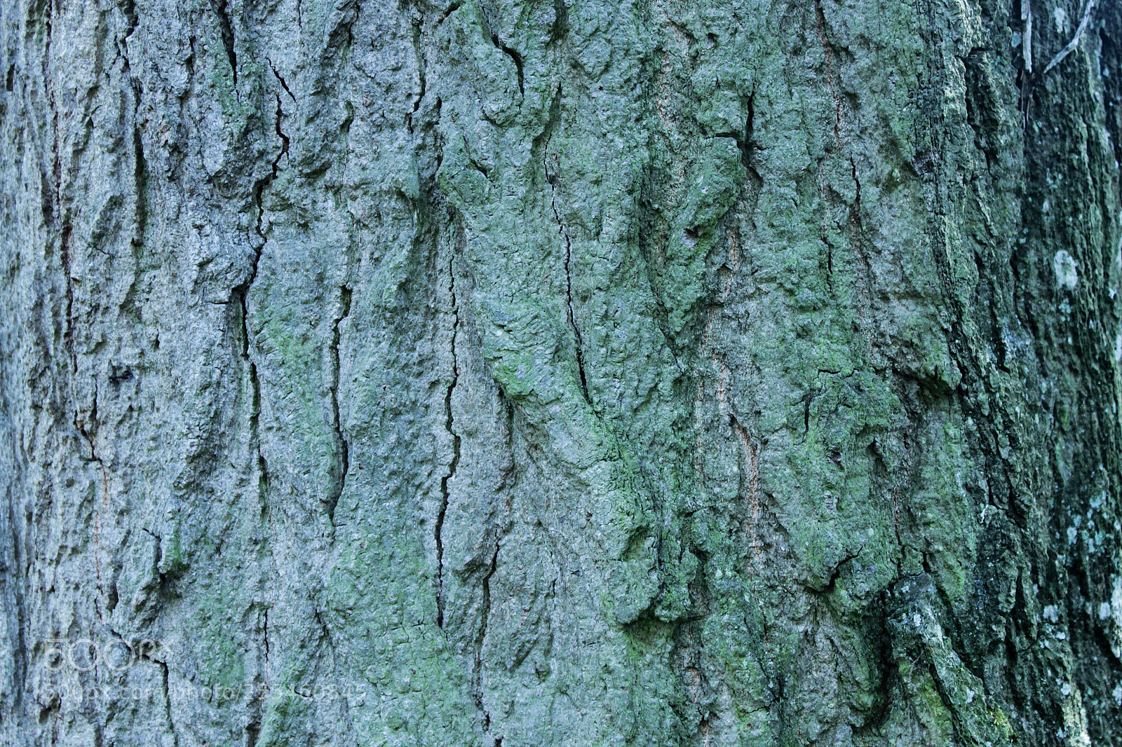 Canon EOS 500D (EOS Rebel T1i / EOS Kiss X3) sample photo. Tree bark 02 photography