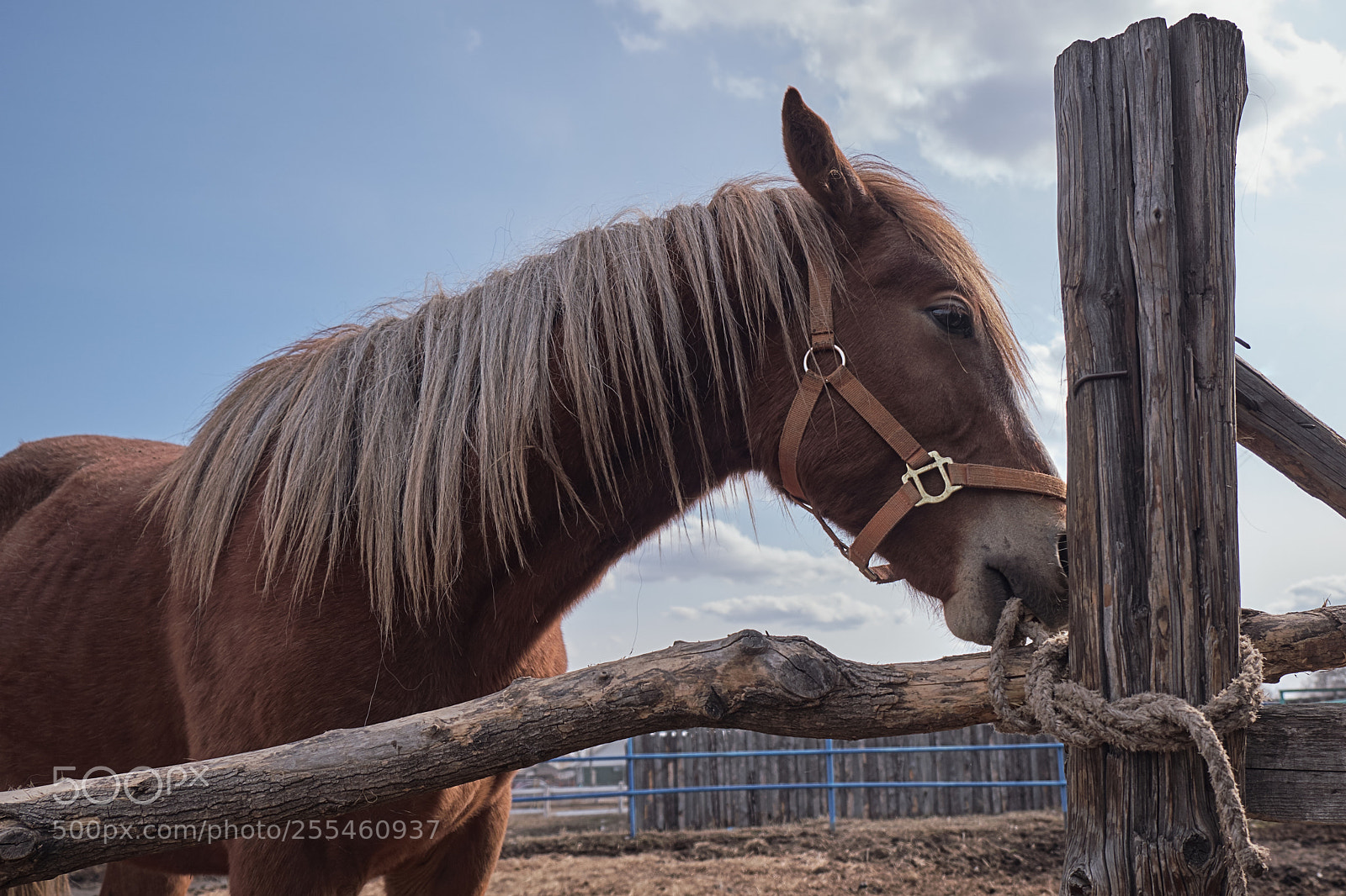 Fujifilm X-T20 sample photo. Young horse photography