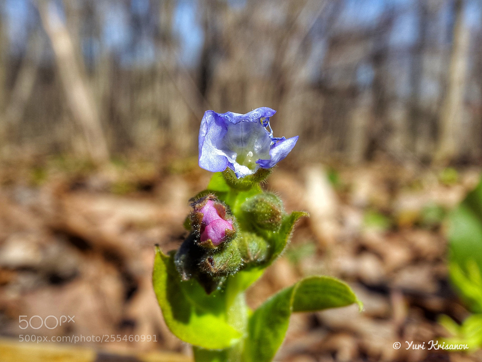 Samsung Galaxy Alpha sample photo. The first flowers in photography