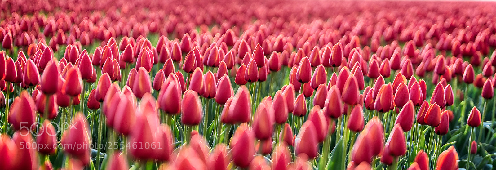 Nikon D850 sample photo. Colours of a dutch photography
