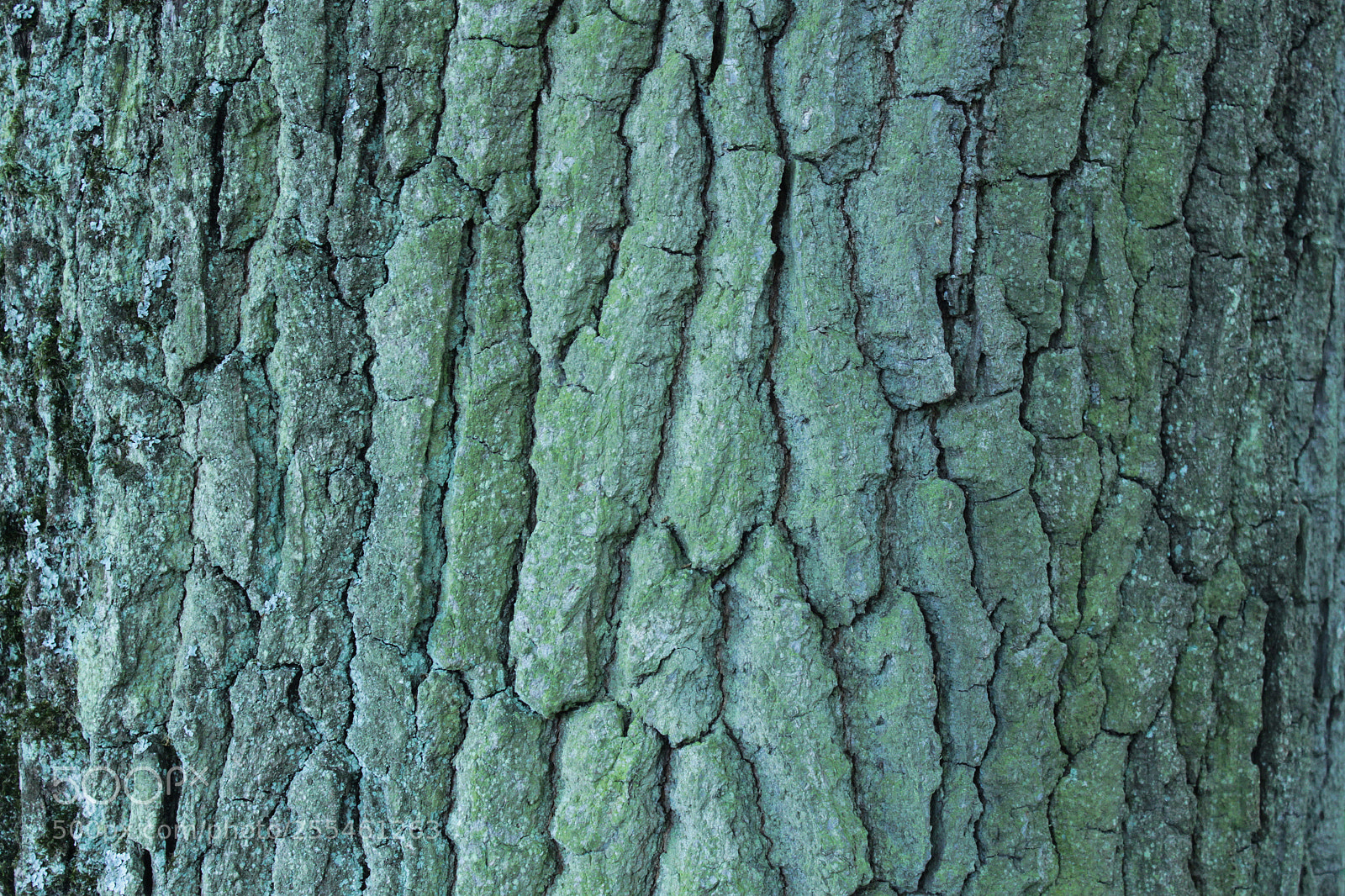 Canon EOS 500D (EOS Rebel T1i / EOS Kiss X3) sample photo. Tree bark 03 photography