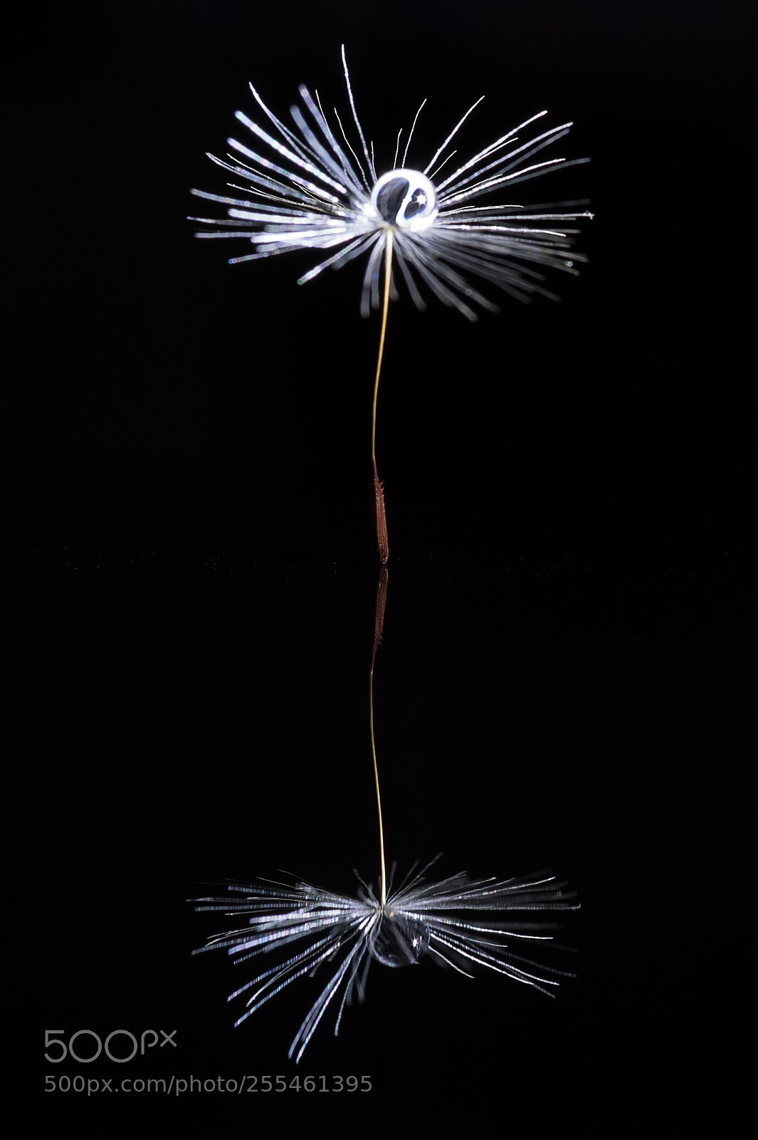 Nikon Df sample photo. Reflection photography