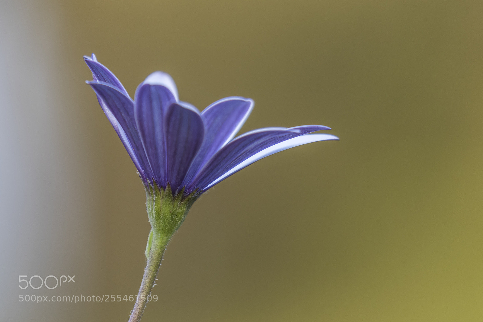 Canon EOS 7D Mark II sample photo. Nice mood photography