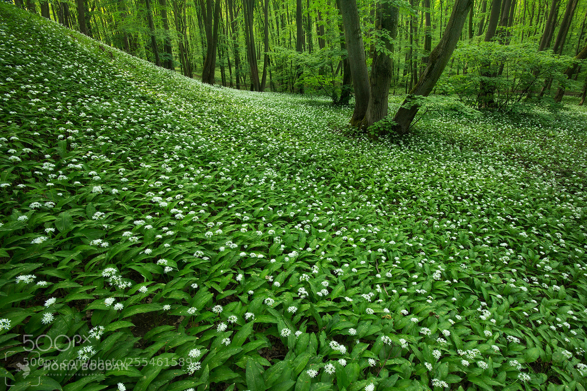 Canon EOS 60D sample photo. Transylvanian spring photography