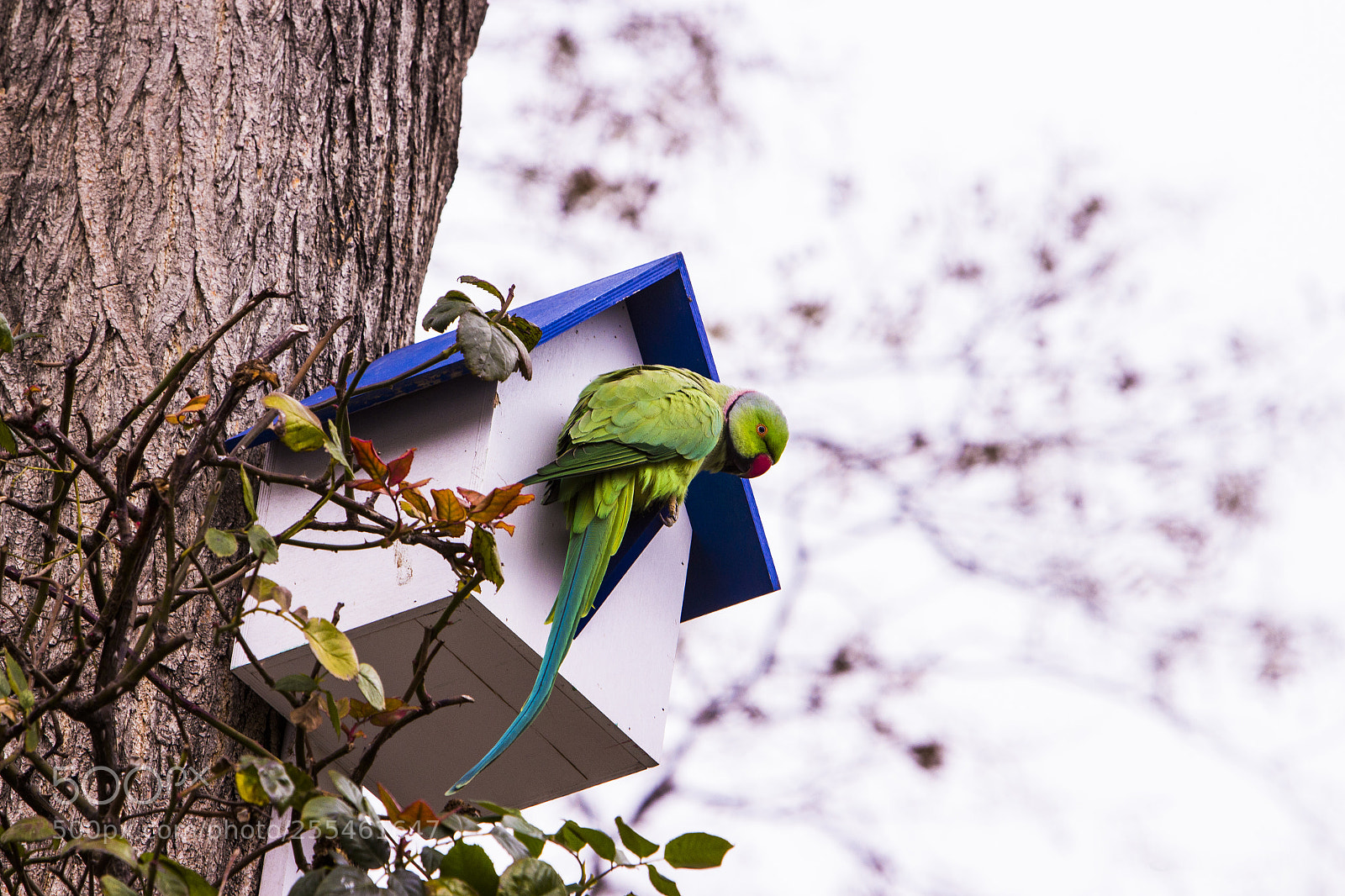 Canon EOS 650D (EOS Rebel T4i / EOS Kiss X6i) sample photo. The parrot photography