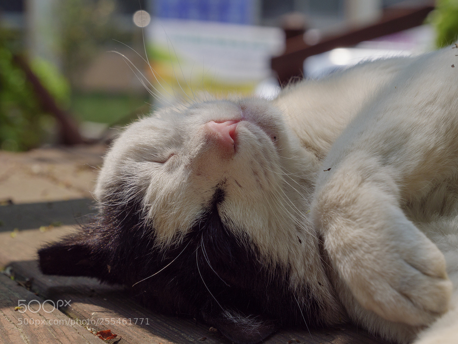 Panasonic Lumix DC-G9 sample photo. 낮잠자는 고양이 photography