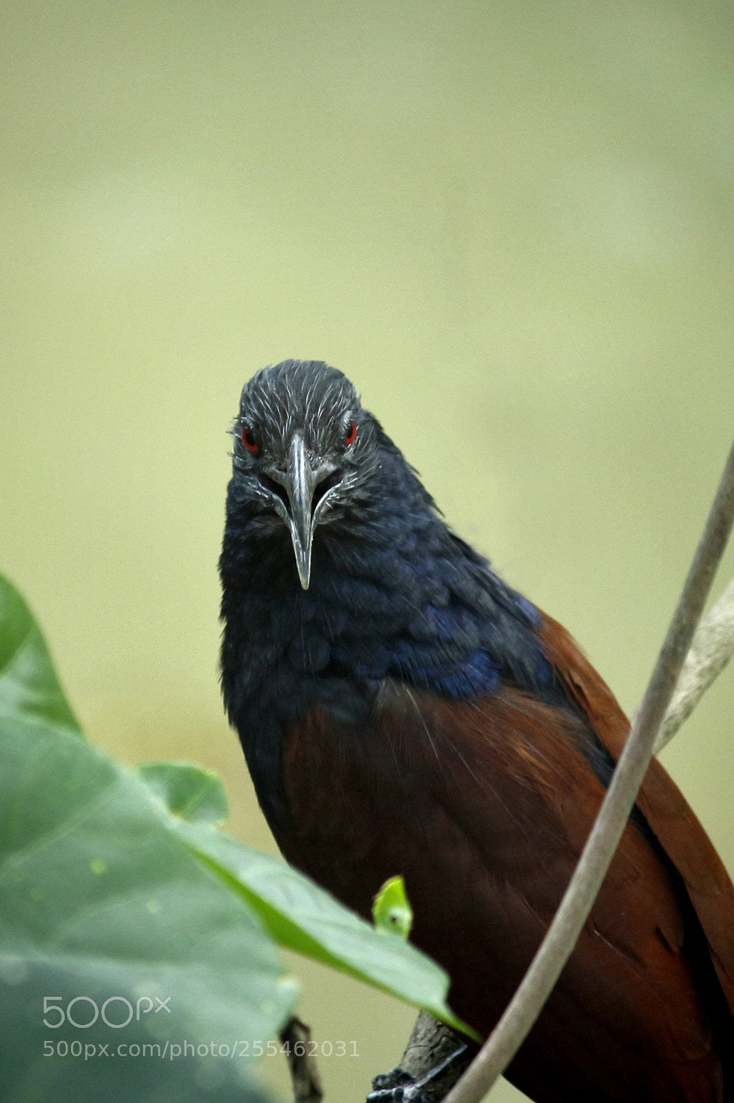 Canon EOS 700D (EOS Rebel T5i / EOS Kiss X7i) sample photo. Red eye bird looking photography