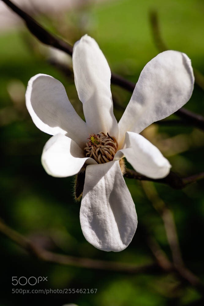 Canon EOS 700D (EOS Rebel T5i / EOS Kiss X7i) sample photo. Blume photography