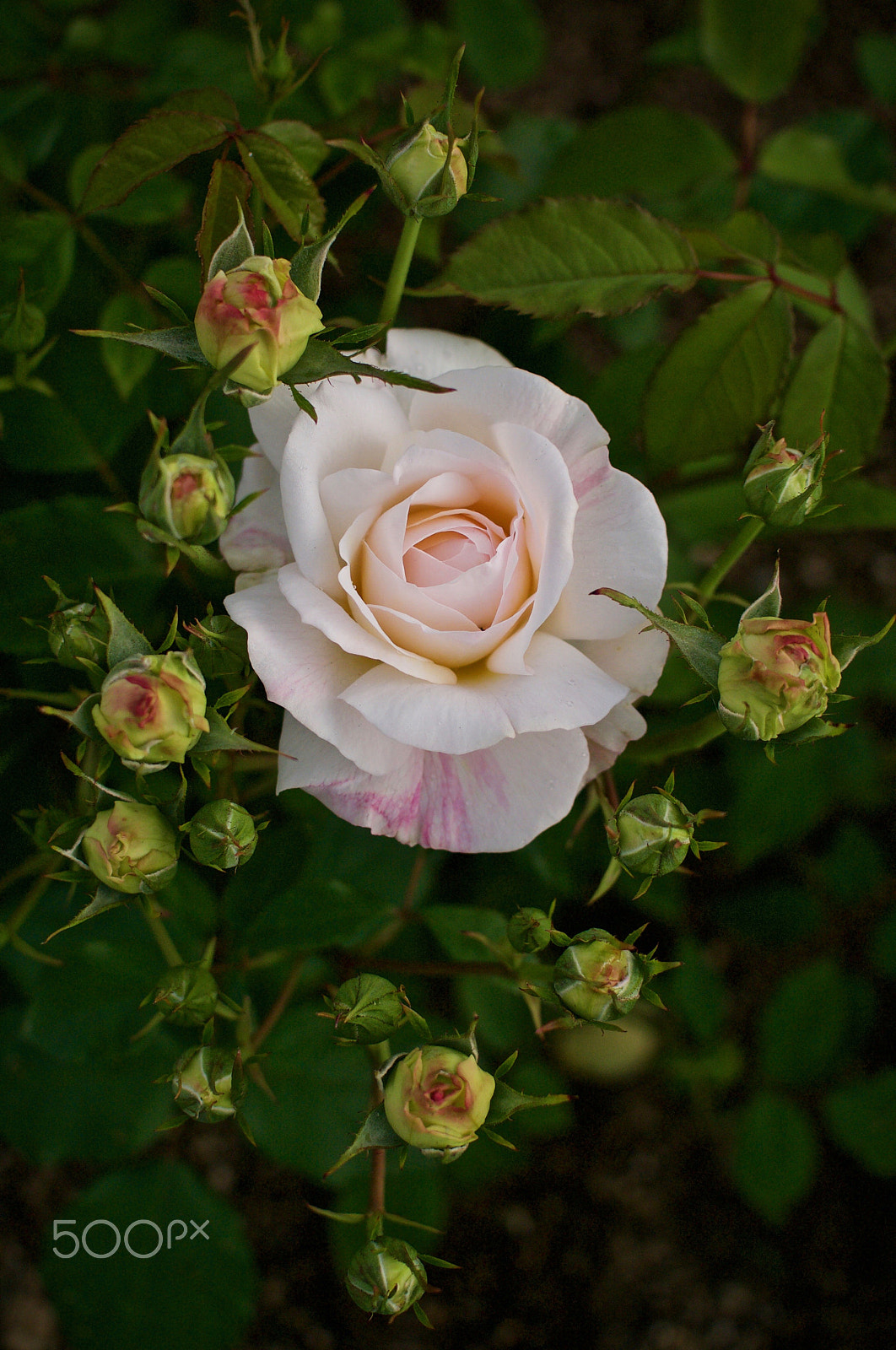 Nikon 1 J2 sample photo. Rose and buds photography