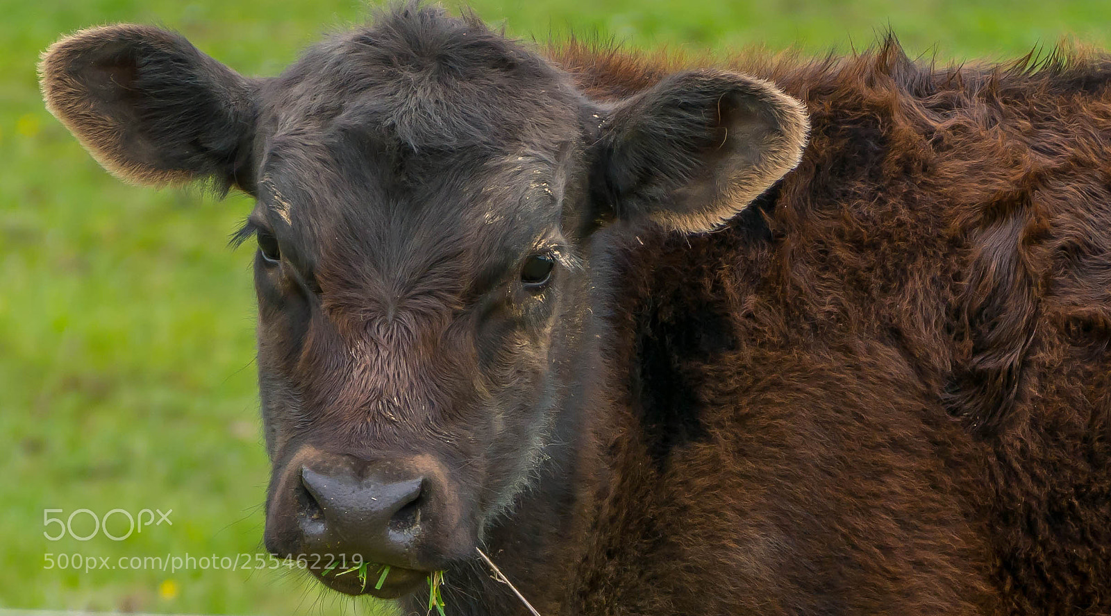 Panasonic Lumix DMC-G85 (Lumix DMC-G80) sample photo. Watching you photography