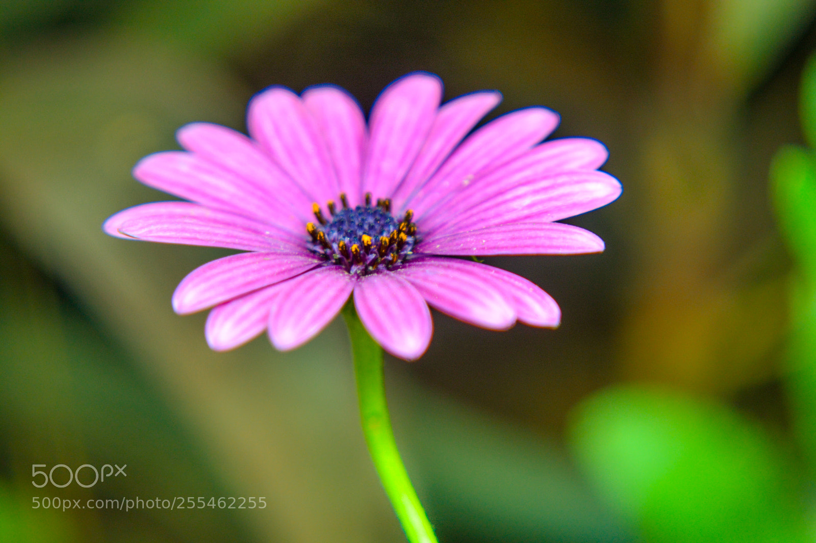 Nikon D5200 sample photo. Flower photography