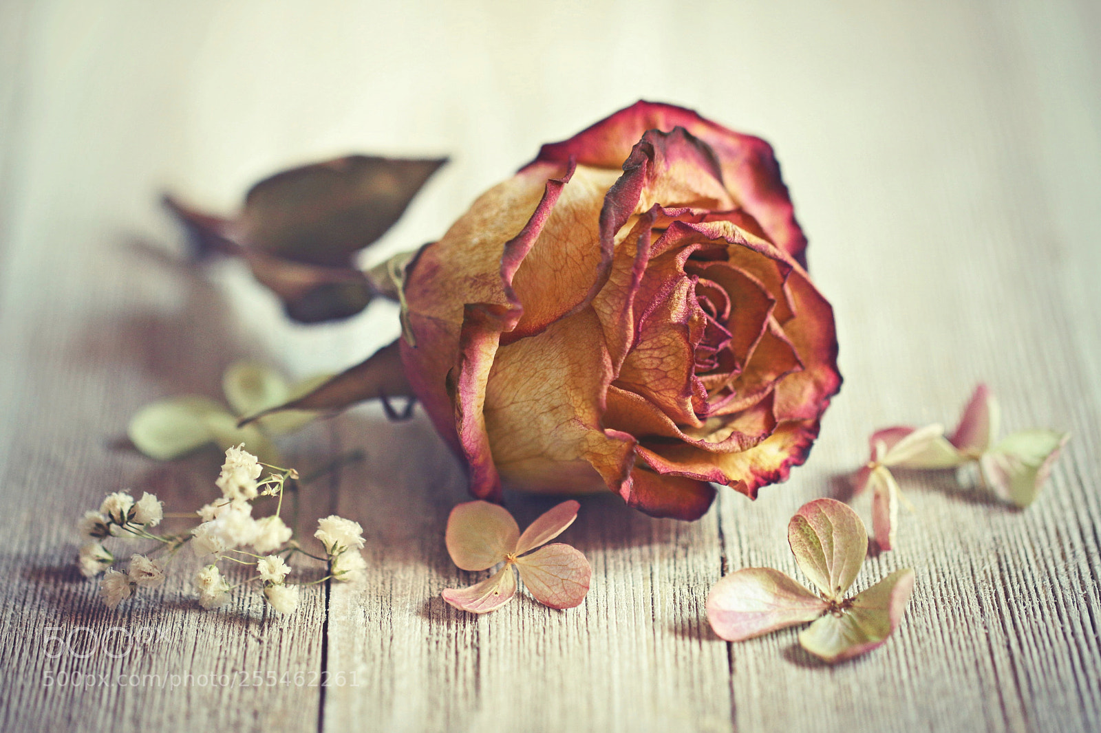 Canon EOS 70D sample photo. Roses are fragile photography