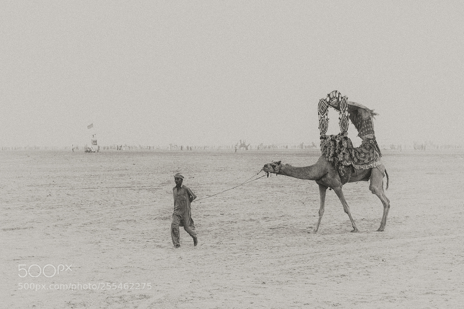 Canon EOS 600D (Rebel EOS T3i / EOS Kiss X5) sample photo. The camel guy photography