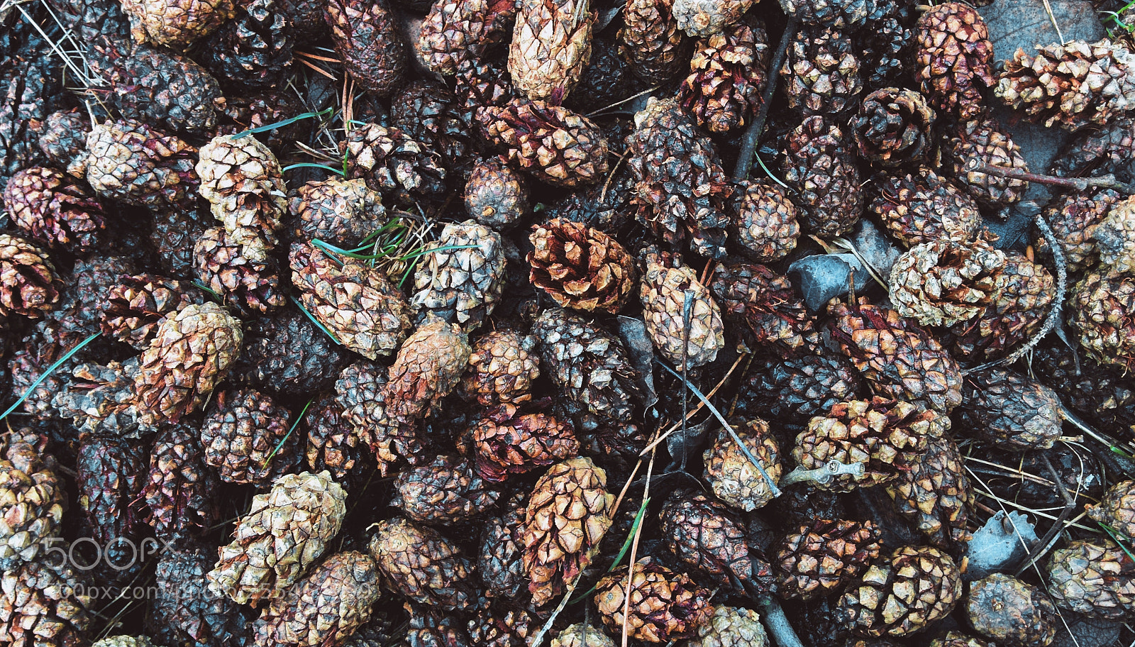LG Nexus 5 sample photo. Cones photography