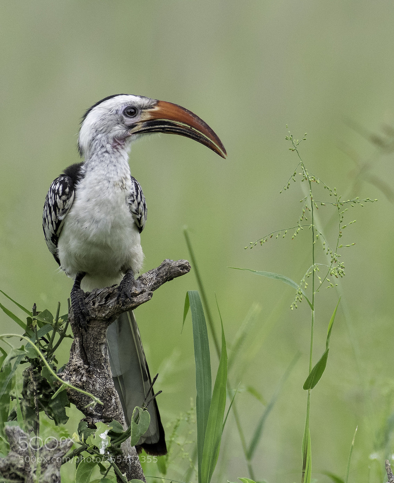 Nikon D810 sample photo. Damara red-billed hornbill photography