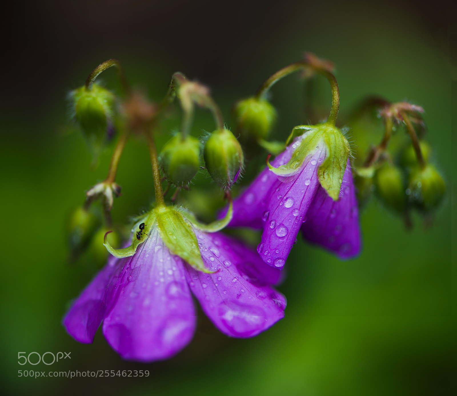 Nikon D850 sample photo. Wild geraniums photography