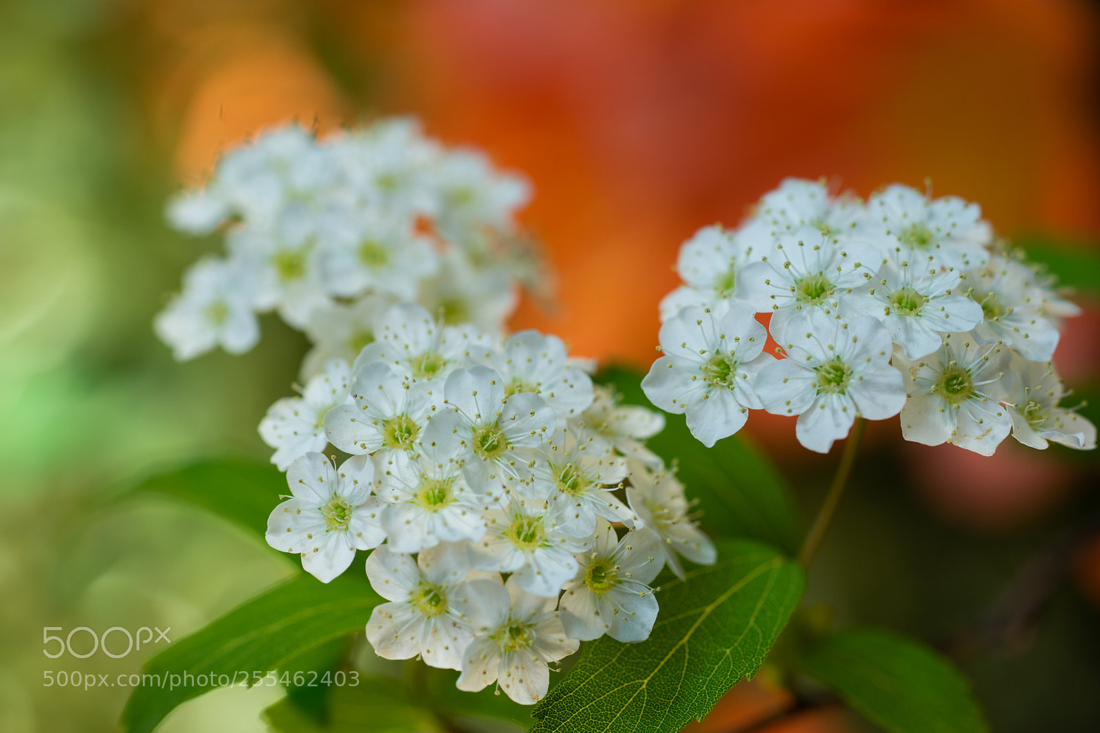 Sony a7 II sample photo. Sparkle photography