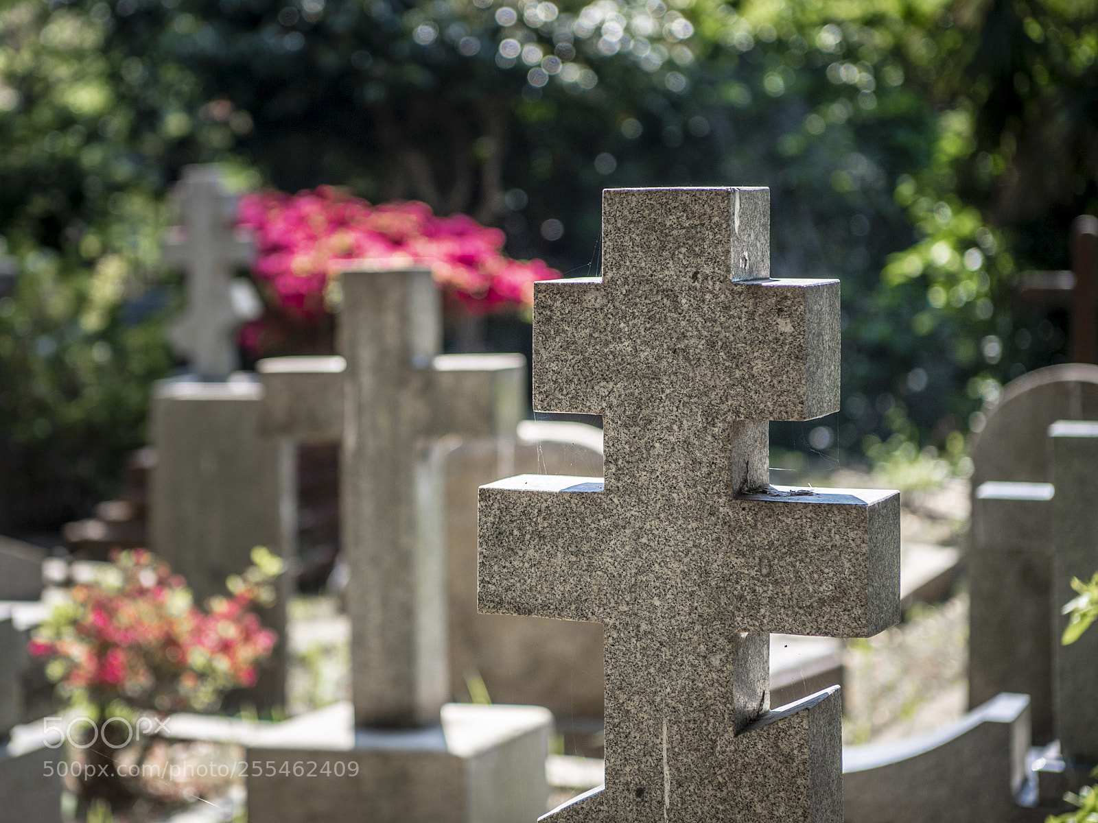 Nikon D5 sample photo. Cemetery in yokohama photography