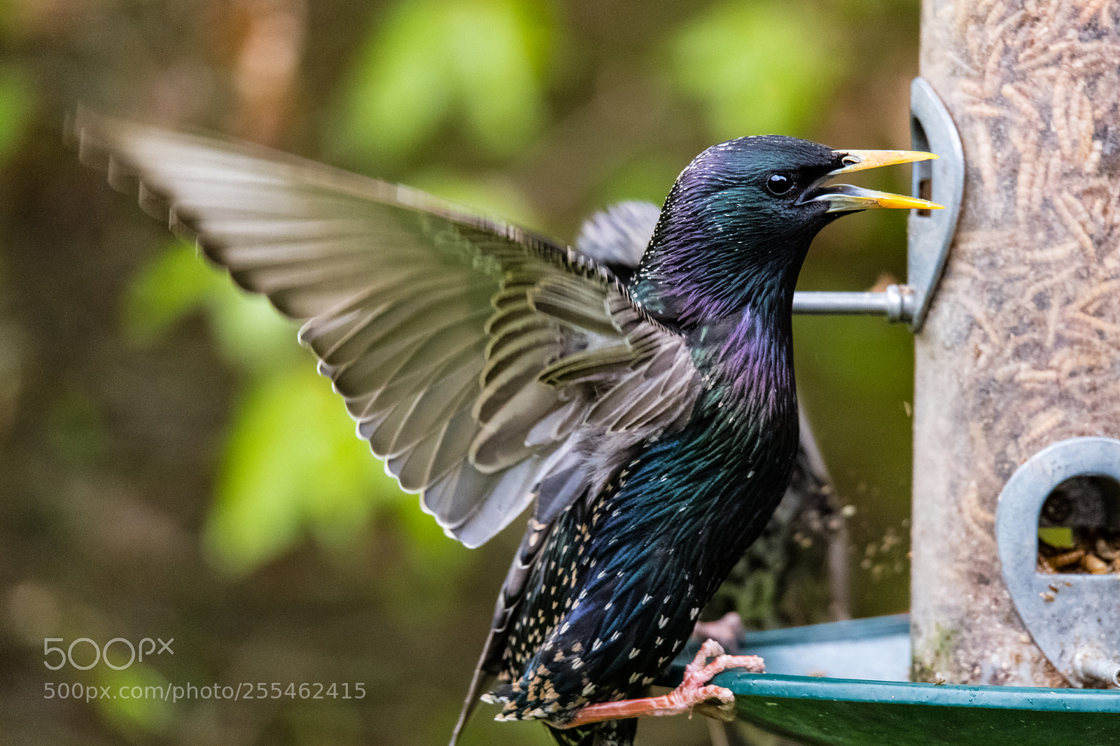 Nikon D850 sample photo. Passionate feeder! photography