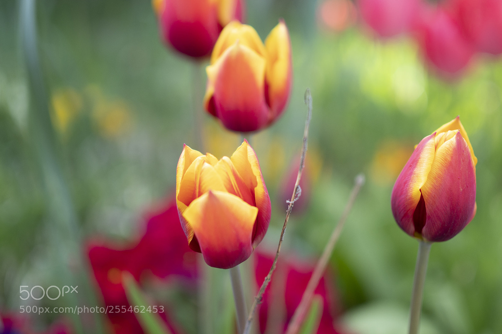 Olympus PEN-F sample photo. Yellow and red beautiful photography